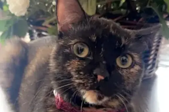 Lost Tortie Cat: Heart Mark on Nose