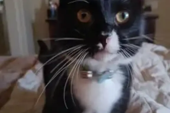 Missing cat Arizona City, photo: Lost Tuxedo Cat in Show Low, AZ - Help!