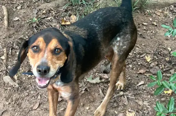 Lost and found pets Auburn, photo: Found Beagle Mix: Blue Collar, Auburn