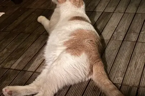 Found pets New York, photo: Found: Calm Cat, White & Orange, NYC