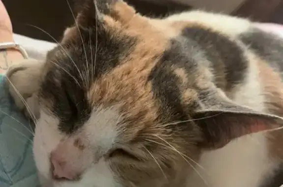 Lost Cat Alert: Langdon Close, 12