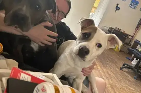 Lost Dogs: Alaya & Rampage in Grand Rapids