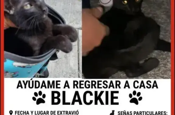 ¡Ayuda! Gato negro perdido en Cuautitlán