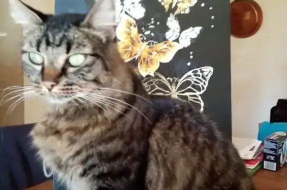 Chat perdu, , photo: Chatte tigrée foncée perdue à Javrezac