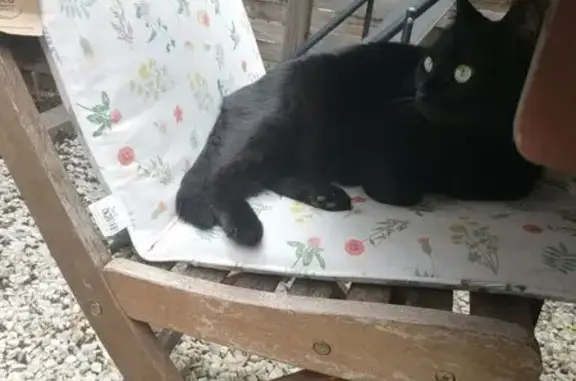Chat perdu Sully 4 ans Noir Pucé Fabrègues - photo