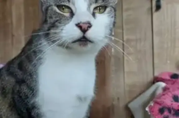 Lost pets , photo: Lost Cat Balue: Help Find Him in Bolton!