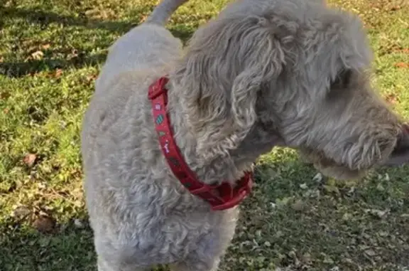 Lost Golden Doodle: Park Place, Decatur