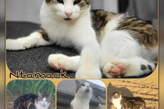 Animaux perdus , photo: Chat tigré perdu à Saint-Thual
