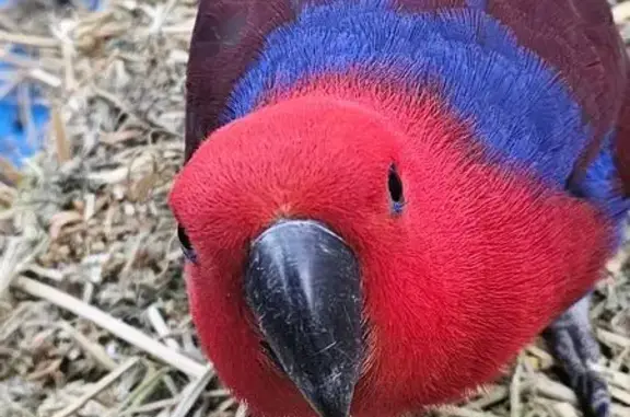 Lost: 2 Eclectus Parrots in Adelaide