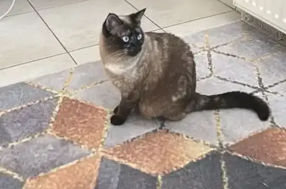 Animaux perdus Toulouse, photo: Perle, chat perdue, patte tachetée, Toulouse