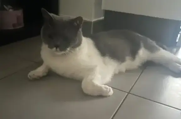 Chat perdu : Hijo, British gris et blanc - photo