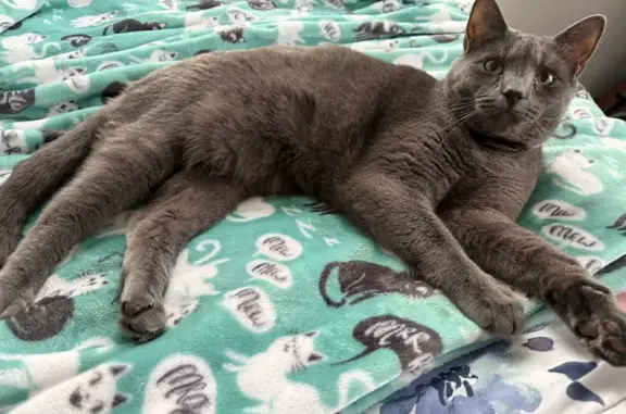Lost Gray Cat on Poplar Ave, Hummelstown