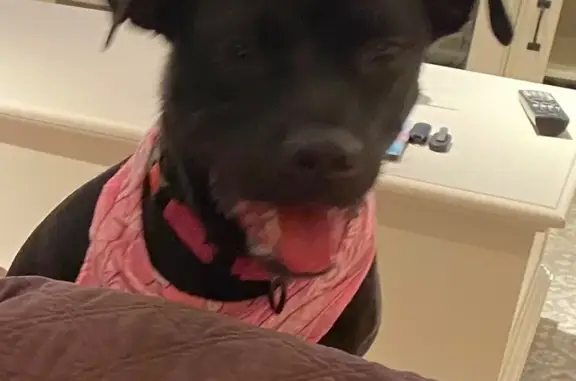 Lost Black Pit-Mix: Help Find Her!