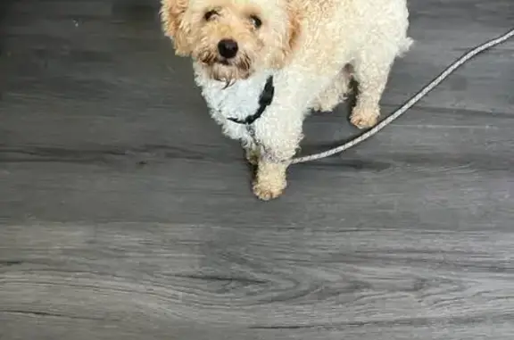 Lost Toy Poodle: Beige, Pink Harness