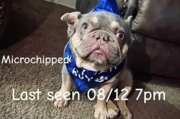Lost Grey Frenchie in Tucson - Help Needed!