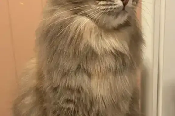 Lost Grey Torbie Cat with Orange Spot