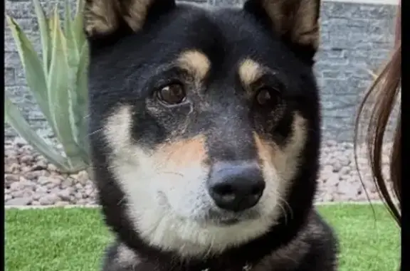 Lost Shiba Inu: Mango on the Run in Vegas