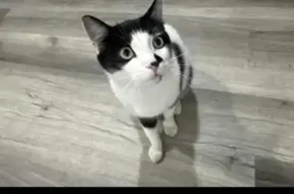 Lost Big Black & White Cat in SeaTac