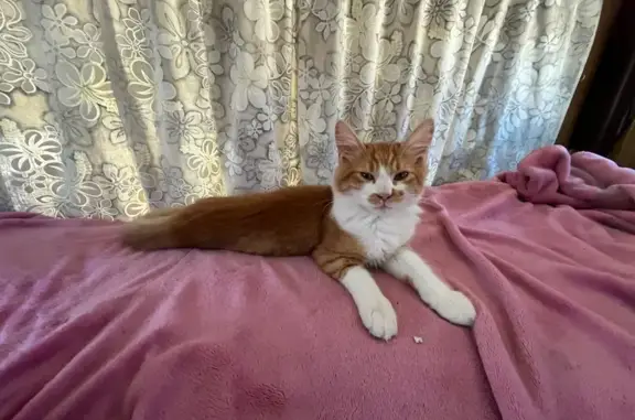 Lost Orange Cat: Tyler in Los Angeles