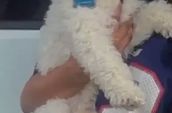 Lost White Shih Tzu on Sisson St, Providence
