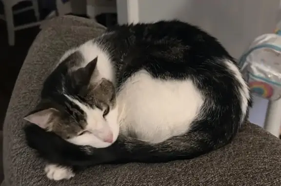 Lost: Black & White Tabby with Heart Spot