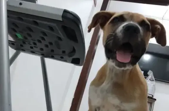 Perro Perdido: Café con Blanco en Tijuana