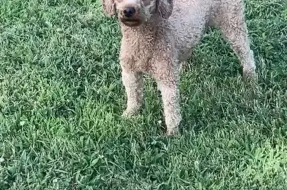Lost Dog: Green Harness Near MLK Expressway
