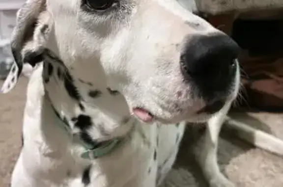 Lost and found pets Orlando, photo: Lost Deaf Dalmatian: Lacey in Orlando