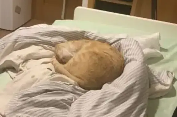 ¡Gato Naranja de 3 Patas Perdido en Segovia!
