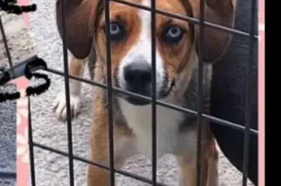 Lost Beagle: Blue-Eyed, Red Collar, Skittish