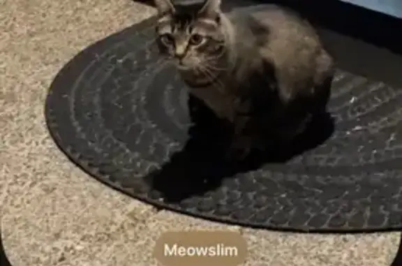 Lost Grey & Black Cat: Forest Lawn Rd
