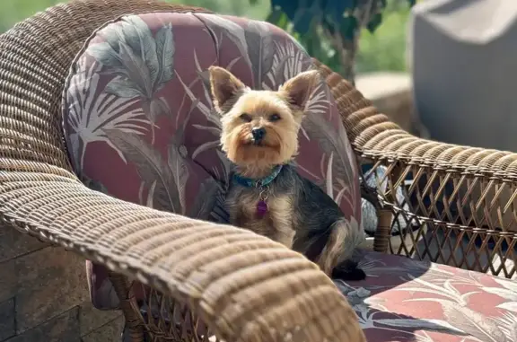 Lost Dog: Black & Tan, 8 lbs, Plumsted
