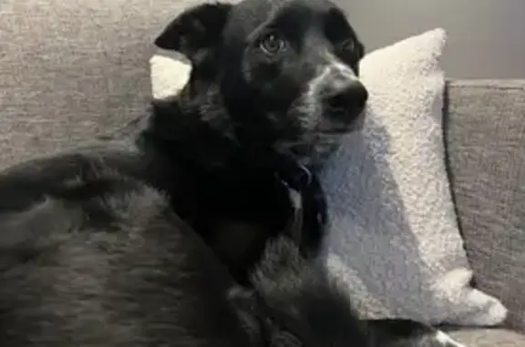 Lost Dog Alert: Tadhg in CT!