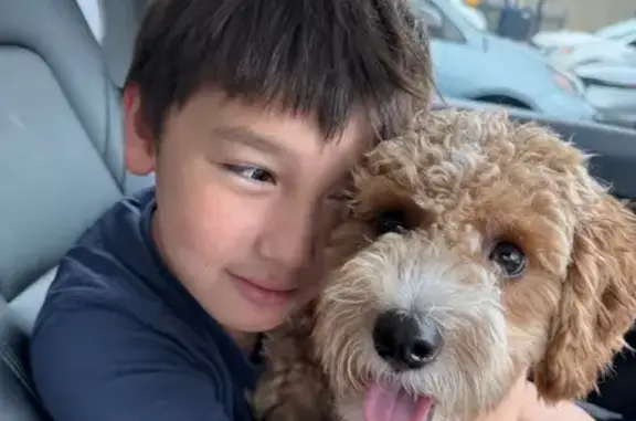 Lost pets Carol Stream, photo: Help Find Cooper: Lost Mini Doodle