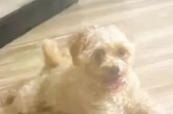 Missing dog Philadelphia, photo: Lost Curly-Haired Dog on McFerran St.