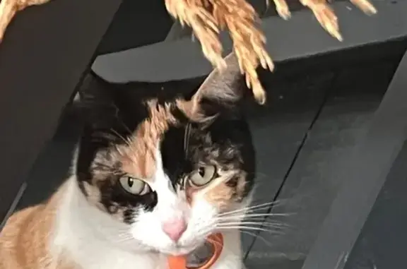 Animaux perdus La Teste-de-Buch, photo: Chatte écaille perdue secteur La Teste