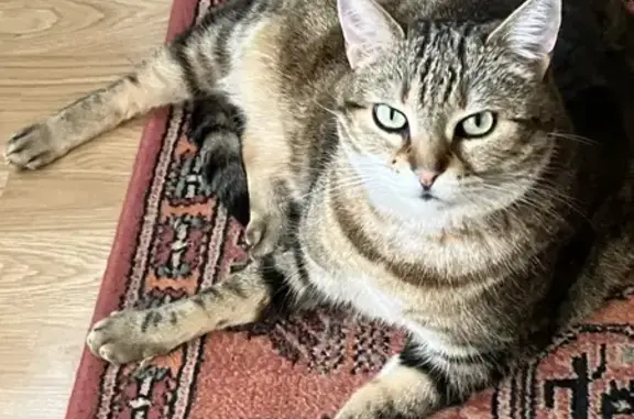Chat mâle tigré roux perdu à Strasbourg - photo