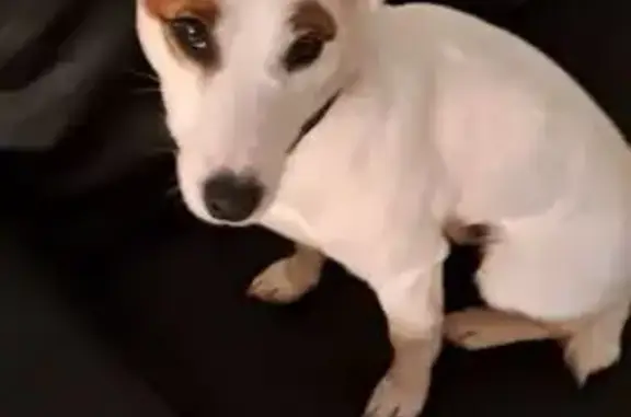 Chien perdu Jack Russel, Soullans - photo
