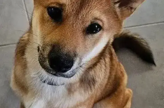 Chien perdu : Aïko, Shiba Inu 5 mois - photo