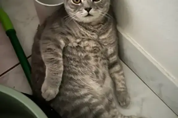 Missing cat , photo: Lost Blue Tabby Cat in Darwin Area