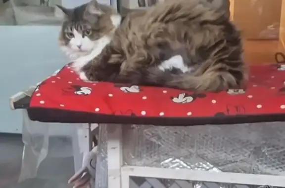 Chat perdu, Argenteuil, photo: Chatte perdue : Sticky, 7kg, poils longs