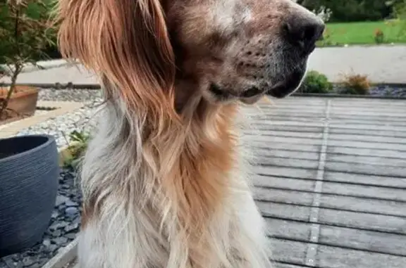 Chien perdu à Surques : Naiko, setter anglais - photo