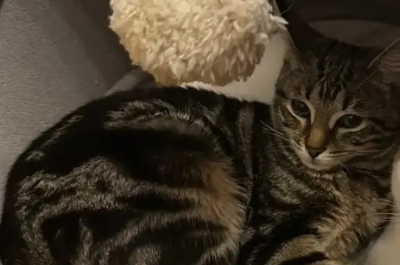 Animaux perdus Laxou, photo: Chat tigré perdu à Laxou, secteur Europe