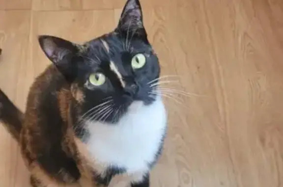 Gatita Amarilla de 3 Patitas Perdida en Las Palmas
