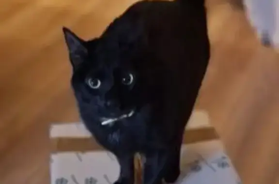¡Ayuda a encontrar a nuestro gato perdido!