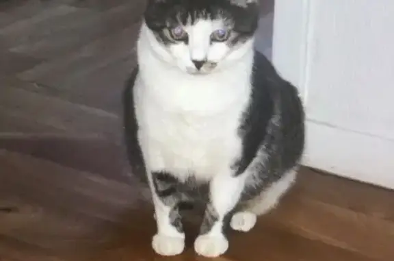 Chat disparu Fille, Beauvais (fl562685) - photo
