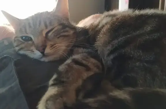 Animaux perdus Bouligny, photo: Chatte tigrée perdue à Bouligny