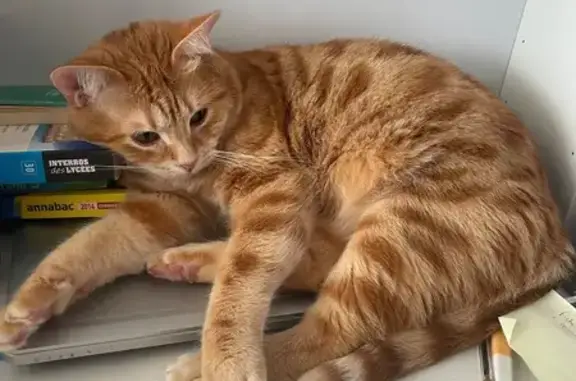Chat perdu sans collier à Mazargues - photo