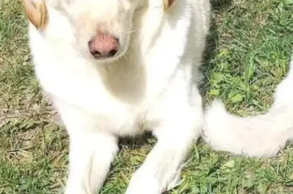 Animaux perdus , photo: Chien perdu à Giez, craintif et pucé