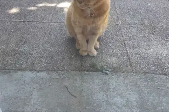 Chat perdu, Saint-Amand-Montrond, photo: Chat roux perdu, sociable, Rue de la Creuse